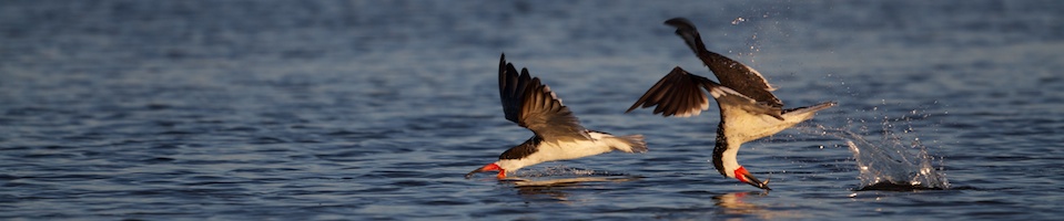 Skimmers catching fish